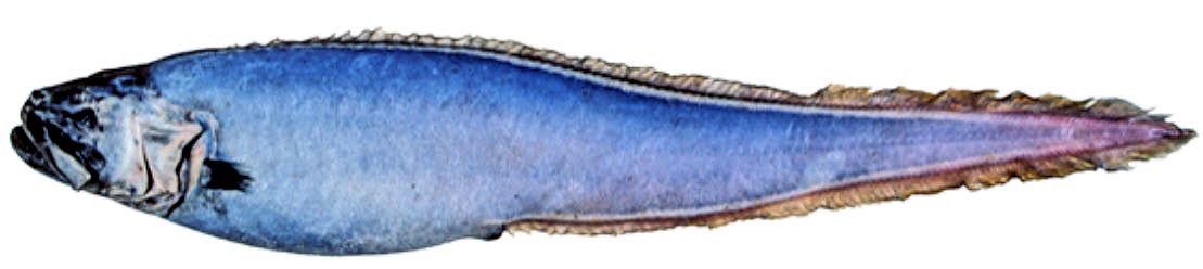 Brotulotaenia crassa_04.jpg